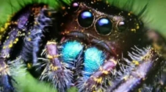 Arachnofobia: какво да правя със страха от паяците?